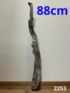 大型　流木【2253】