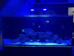 2026年最新】red sea reeferの人気アイテム - メルカリ