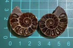 Item thumbnail for item e5855953-322e-47de-a12a-3f6d6fcaadf2