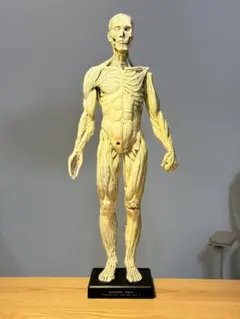 2026年最新】Anatomy toolsの人気アイテム - メルカリ