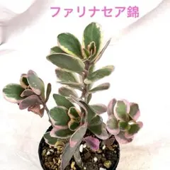 ❣️パーフェクトフェアリー❣️現品 エケベリア 寄せ植え 多肉弁当