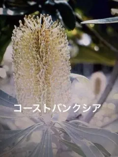 【現品】コーストバンクシア・セイラ　9号　F6番 現品】コーストバンクシア・セイラ 9号 F6番 コーストバンクシア