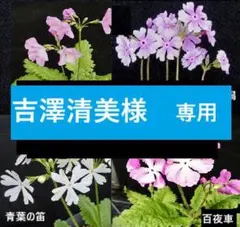 吉澤清美様　専用　二ホンサクラソウ　日本桜草　通小町始め５品種