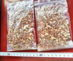 大容量6　貝殻 　クリイロカメガイ　 不思議な海の標本　キラキラ2袋