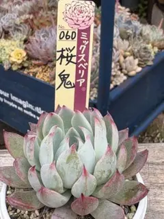 ラ*コ様 多肉植物　桜鬼　おらいさん苗　【抜き苗】