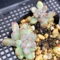 雪猫様 リクエスト 2点 まとめ商品