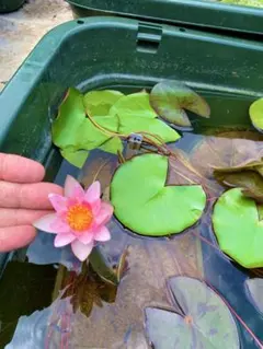 momory様 リクエスト 2点 まとめ商品