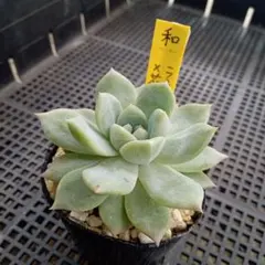 多肉植物　ラウリンゼ✕花うららのサムネイル