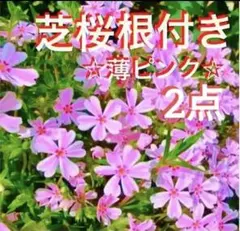 芝桜(ダニエルクッション) 挿し芽15本 シバザクラ - メルカリ