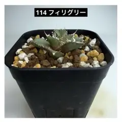 2025年最新】アガベ チタノタ フィリグリーの人気アイテム - メルカリ