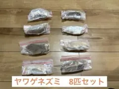 2026年最新】ヤワゲネズミの人気アイテム - メルカリ