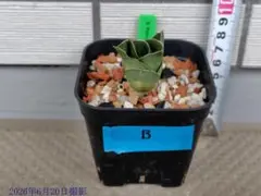 サンスベリア Sansevieria Green Ant B - メルカリ