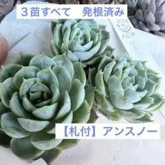 ♡3ニャン♡様 リクエスト 2点 まとめ商品