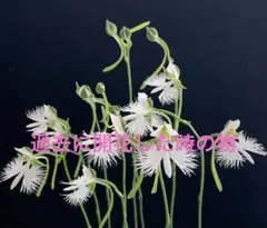 2026年最新】サギソウの人気アイテム - メルカリ