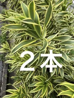 ゆまよ様 リクエスト 2点 まとめ商品