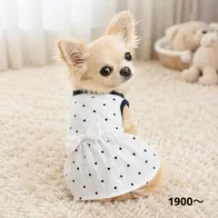 犬の服　犬服ハンドメイド【白黒ドットリボンキャミソール♡】のサムネイル