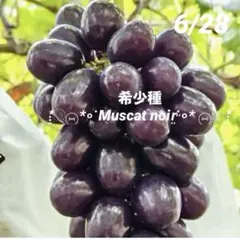 ④*ஐ艶々で光沢がある黒いシャインマスカット*ஐぶどう・苗木【マスカットノワール ⑤*ஐ艶々で光沢がある黒いシャインマスカット*ஐぶどう・苗木