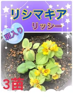 【歩優様専用ページ】【リシマキア リッシー】抜き苗＜3株＞