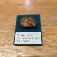 北海道産白亜紀化石セット 4点 アンモナイト 貝化石 - メルカリ