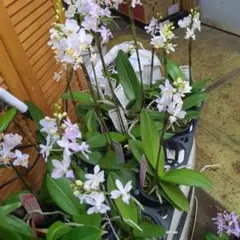 ミニ胡蝶蘭花付これの中から一鉢のサムネイル