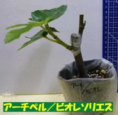 イチジ食う　カクテル苗　アーチペル／ビオレソリエスのサムネイル