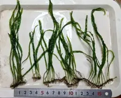 2026年最新】本ナロー ミクロソリウムの人気アイテム - メルカリ