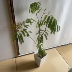 ボトルツリー ブラキキトン 株元太め 91 - メルカリ
