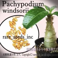 2025年最新】パキポディウム バロニーの人気アイテム - メルカリ