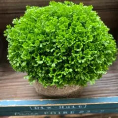 Chie様 リクエスト 4点 まとめ商品