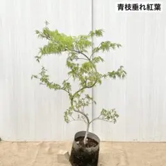 三角葉アカシア 大型 200cm❗花付き❗ 綺麗な樹形 シルバーリーフ 10号