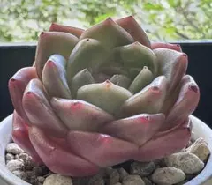 A*e様 No.g365新品種　氷翠　エケベリア　多肉植物撮影11月18日