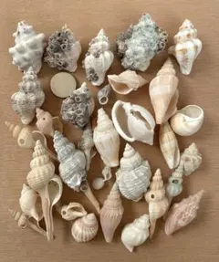 貝殻・シェル　巻貝　B級品
