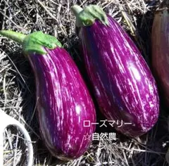 リスターダデガンジアなす　種20粒以上　無肥料自然栽培　自然農　固定種　自家採種