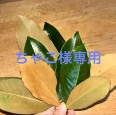 2026年最新】リトルジェムの人気アイテム - メルカリ