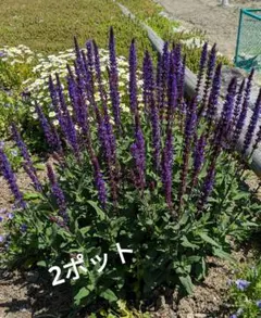 ヒロリン様 リクエスト 2点 まとめ商品