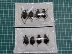 2026年最新】ハナムグリ標本の人気アイテム - メルカリ