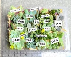✾おまかせカット苗 ご購入前にお願いをご一読ください˖*多肉植物 寄せ