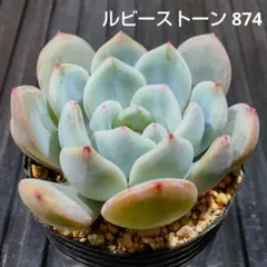 ルビー ストーン 874 エケベリア 多肉植物 抜き苗