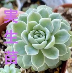新入荷❣️シャンテ❣️現品 エケベリア 寄せ植え 多肉弁当 多肉植物