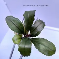 2026年最新】bucephalandra sp blueの人気アイテム - メルカリ