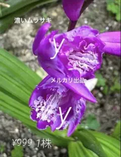 花苗 シレネ シベラ ライラック 宿根草 - メルカリ