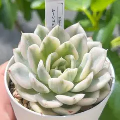 Top【選抜株】多肉植物　T26449ムーン　フェアリー錦　24個　鉢無し/脱土 新入荷 大人気 多肉植物 エケベリ ムーンフェアリー錦 超美苗 レア種