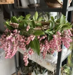 フライングリース　フレッシュアセビ　3日間限定　ミモザおまけ付き　今季ラスト！