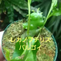 2026年最新】レカノプテリスの人気アイテム - メルカリ