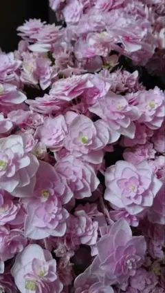 紫陽花苗　SーA