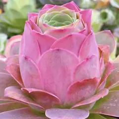 イル様 リクエスト 2点 まとめ商品