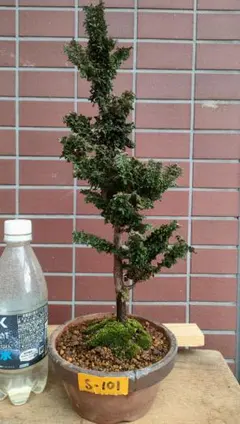 2026年最新】盆栽 石付の人気アイテム - メルカリ