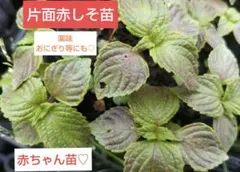 山野草・極姫ユキノシタ【B】 豆鉢/盆栽/苔テラリウム/パルダリウムに