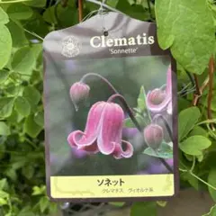 クレマチス フェルマータピンク　六号宅配本州限定関西まで クレマチス フェルマータピンク 六号宅配本州限定関西まで - メルカリ