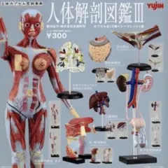 ユージン 人体解剖図鑑Ⅲ シークレット含むコンプリートセット 未開封のサムネイル